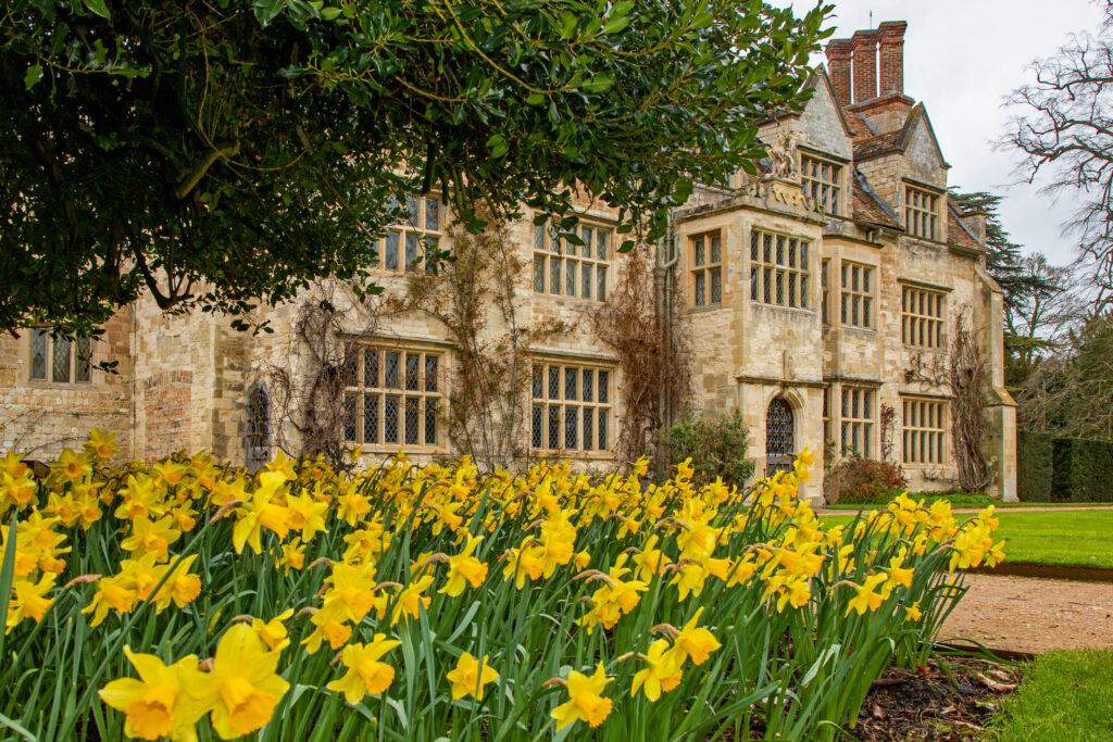 National Trust Daffodils
