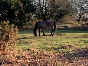 New Forest. Picture of a wild pony eating grass surrounded by trees and other vegetation.